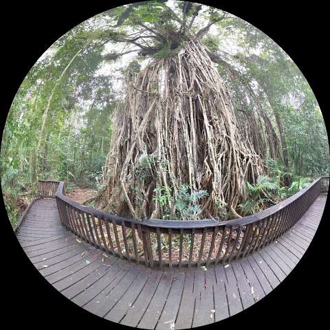 Photo: Cathedral Fig Tree